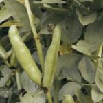 Fava bean pods against a green leafy backdrop.