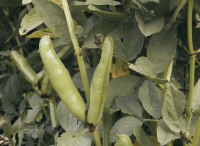 Fava bean pods against a green leafy backdrop.