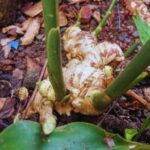 Ginger rhizomes in the garden.