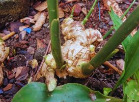 Ginger rhizomes in the garden.