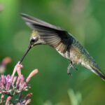 hummingbird feeding on agastache