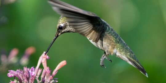 hummingbird feeding on agastache
