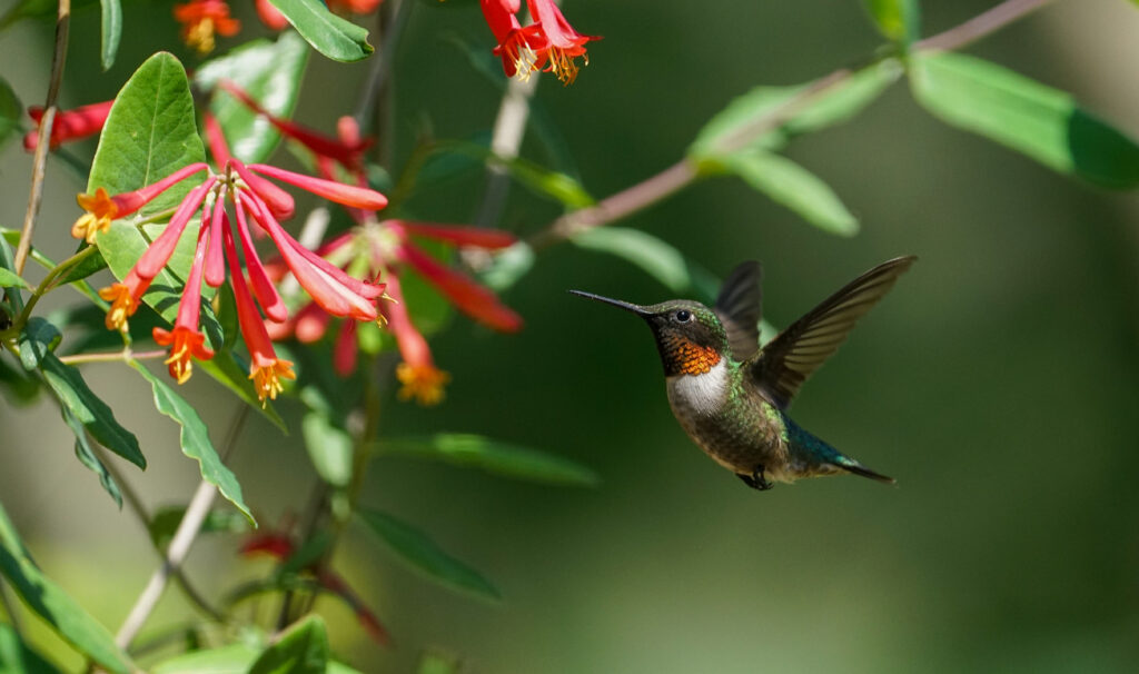 Coral honeysuckle and hummingbird
