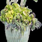 A turquoise planter featuring a popcorn plant, the subject of the article.