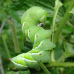 Tomato hornworm could strip the plant.