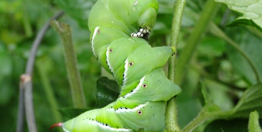Tomato hornworm could strip the plant.