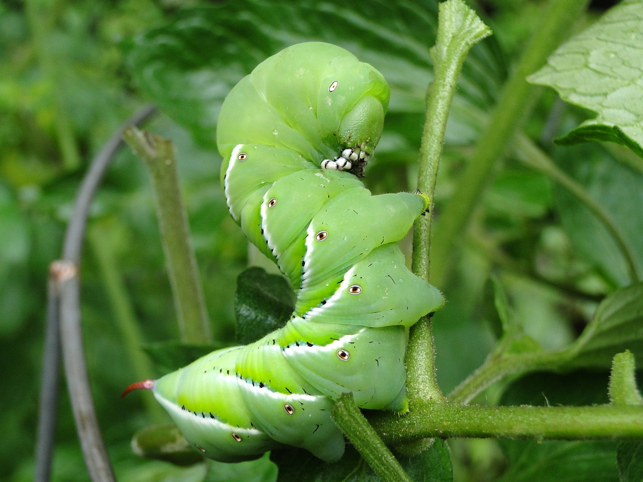 Tomato hornworm could strip the plant.