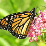 Monarch on swamp milkweed.