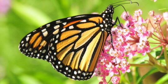 Monarch on swamp milkweed.