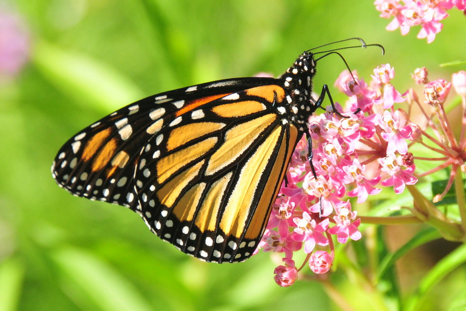 Monarch on swamp milkweed. 