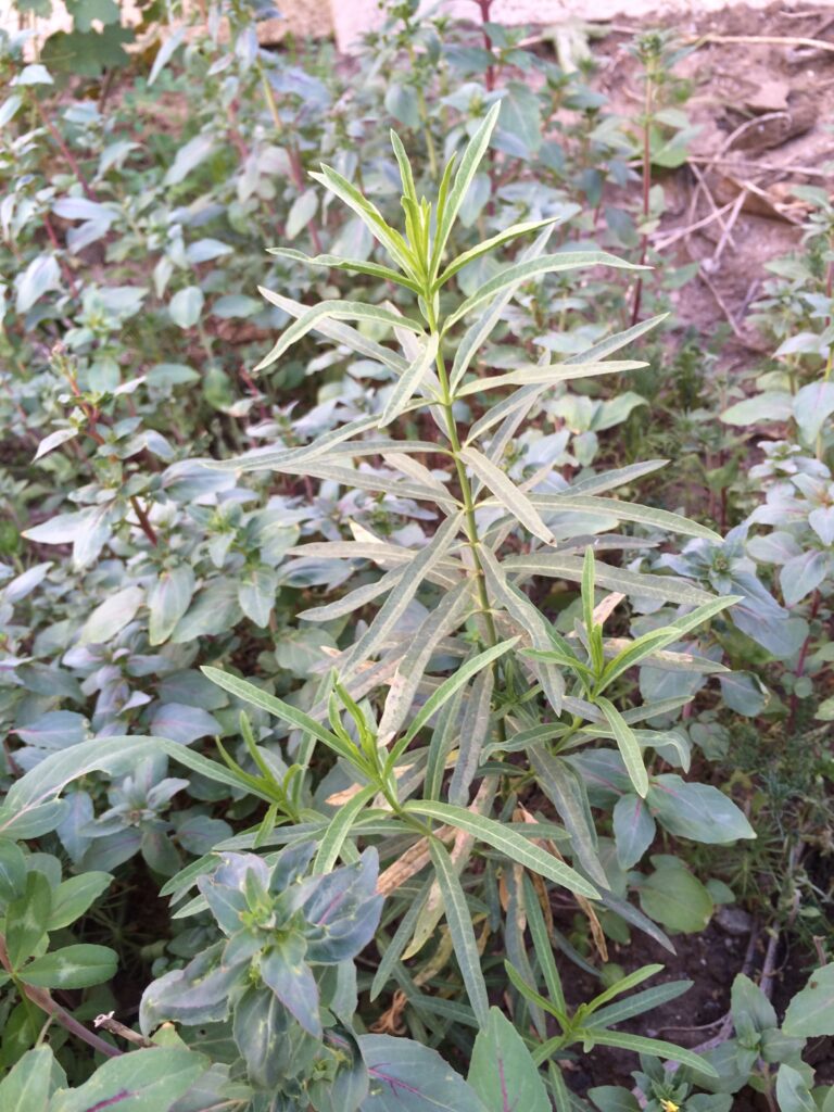 Narrowleaf Milkweed. 