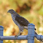 Cooper's hawk