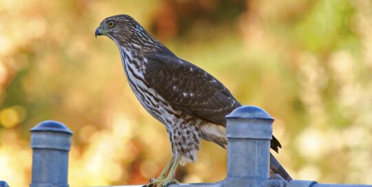 Cooper's hawk