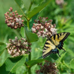 Tiger swallowtail on common milkweed.