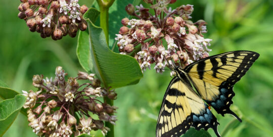 Tiger swallowtail on common milkweed.