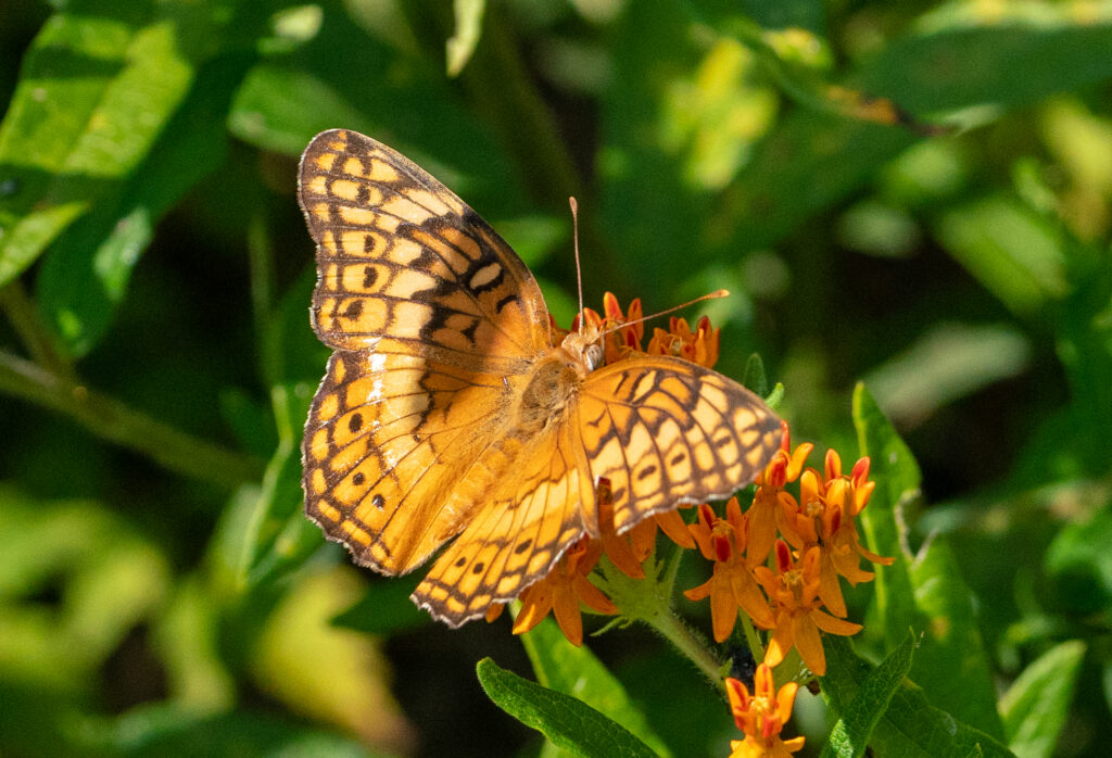 Variagated fritillary on butterfly weed. 