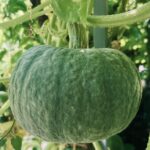 Tokyo Blue Squash