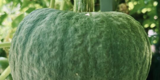 Tokyo Blue Squash