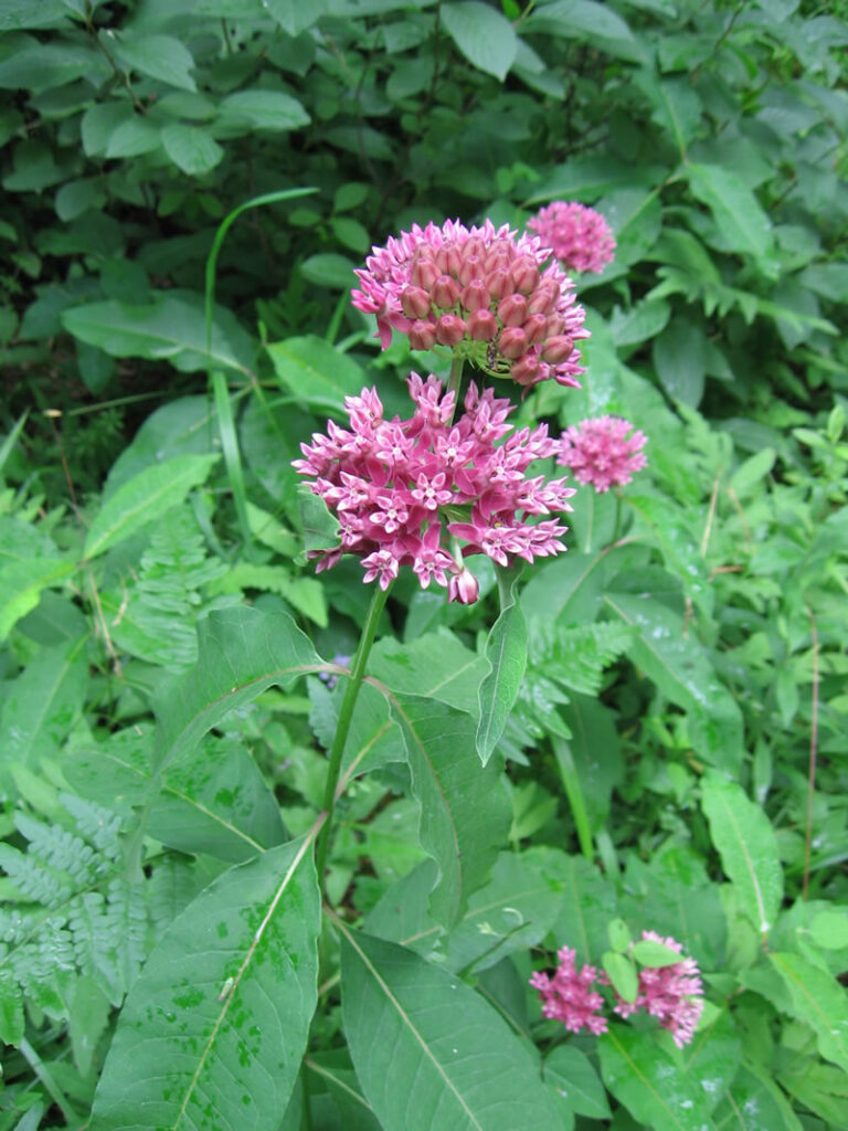 Purple milkweed plant.