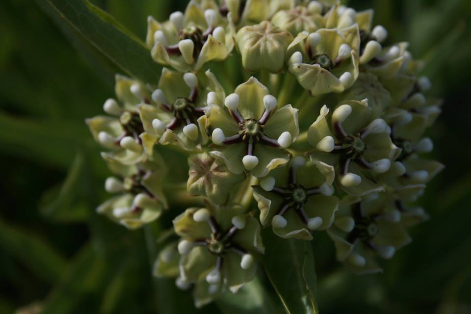 Antelope horn milkweed flowers.
