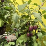 eggplant bush