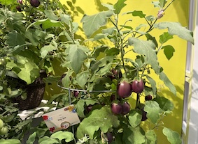 eggplant bush