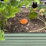A terra cotta saucer covering a terra cotta pot ollas buried in a raised bed.
