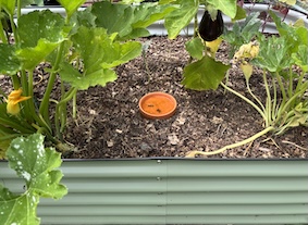 A terra cotta saucer covering a terra cotta pot ollas buried in a raised bed.