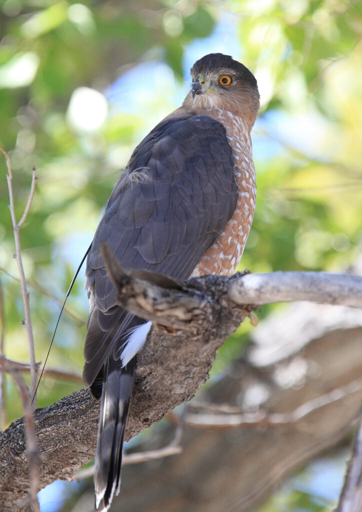 Cooper’s hawks , Brian Millsap/USFWS, Public Domain, https://www.fws.gov/media/coopers-hawks