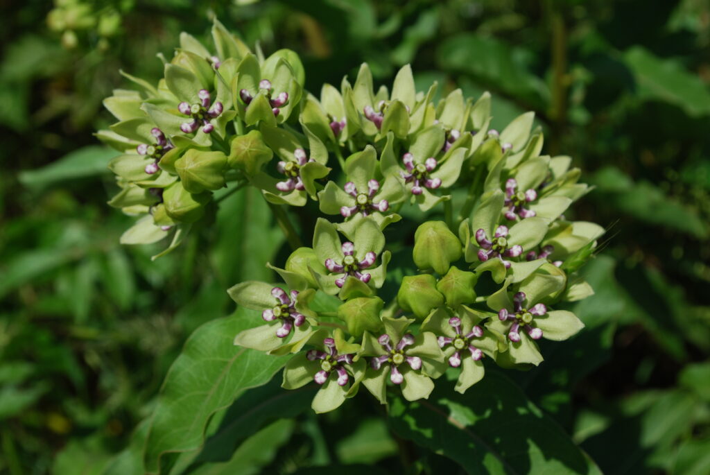 Green milkweed. 