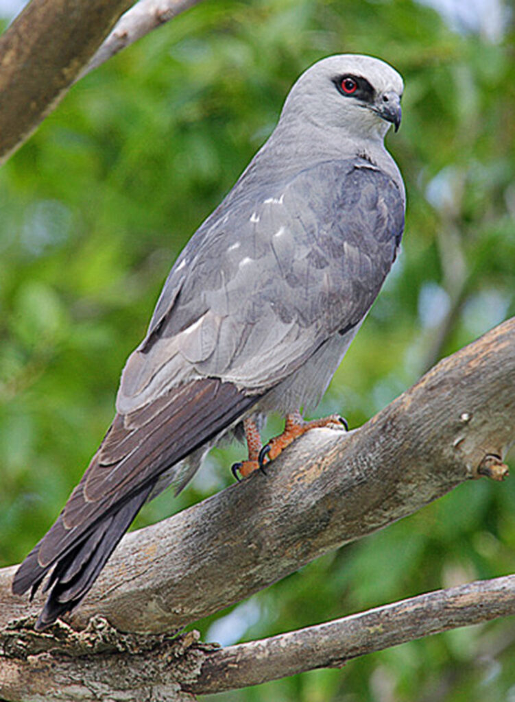 Mississippi Kite, Waccamaw NWR/USFWS, Public Domain, https://www.fws.gov/media/mississippi-kite