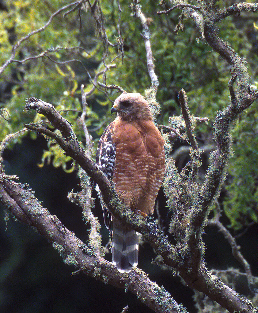Red-shouldered Hawk, Karney, Lee/USFWS, Public Domain, https://www.fws.gov/media/red-shouldered-hawk-4