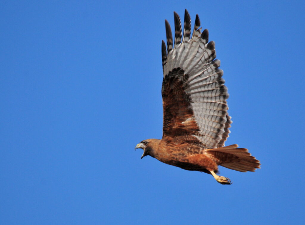 Red-tailed hawk, Tom Koerner/USFWS, Public Domain, https://www.fws.gov/media/red-tailed-hawk-23