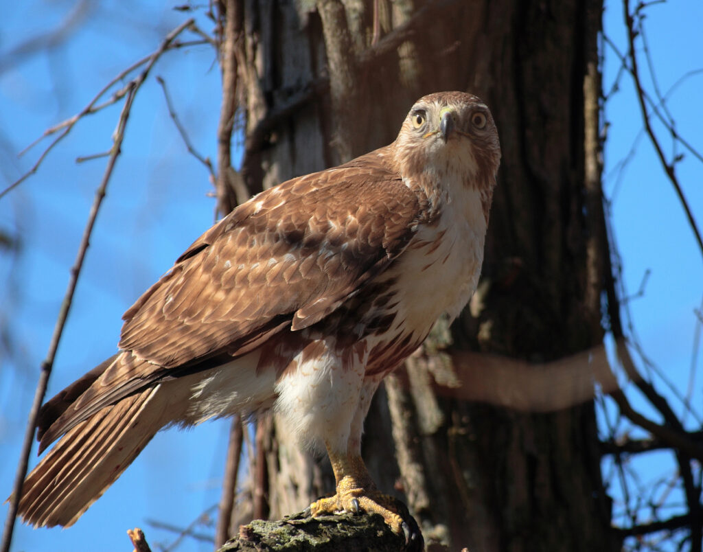 Red-Tailed Hawk, Bohn, Mark, Public Domain, https://www.fws.gov/media/red-tailed-hawk-6