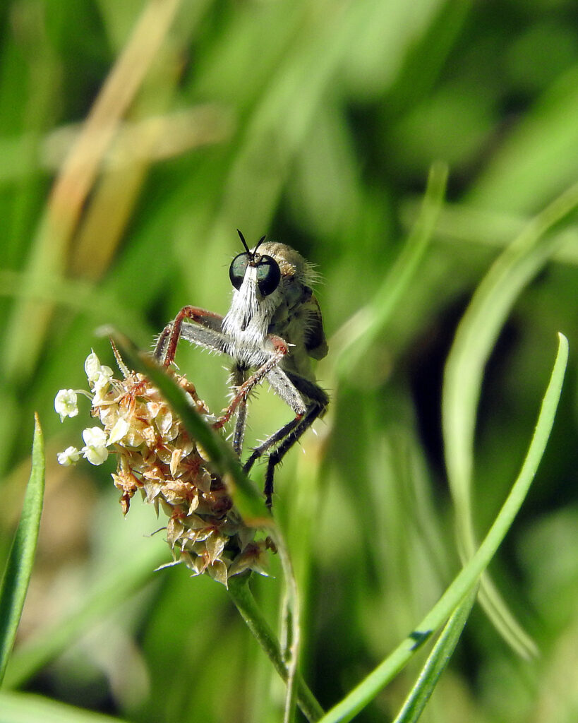 Robberfly on horsetail milkweed. 