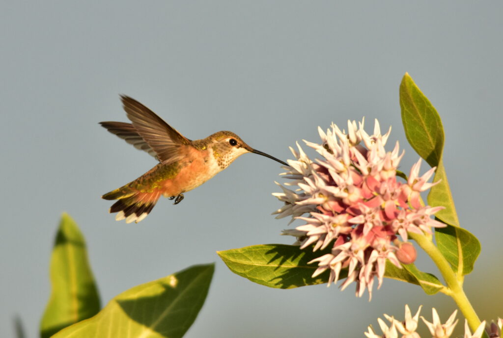 A rufous hummingbird sips nectar from a showy milkweed flower.