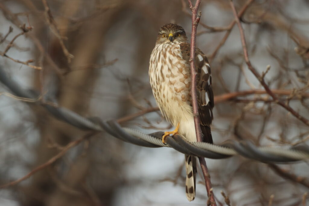 Sharp-shinned hawk (juvenile), Sandra Uecker/USFWS, Public Domain, https://www.fws.gov/media/sharp-shinned-hawk-juvenile