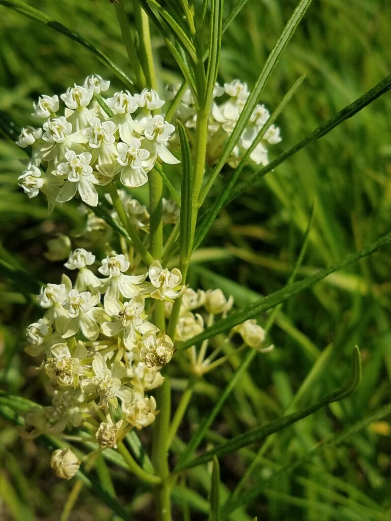 Whorled milkweed.
