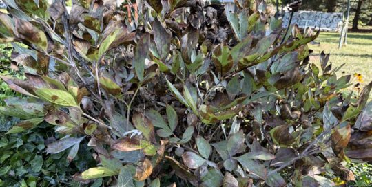This peony is looking rough at the end of the season.