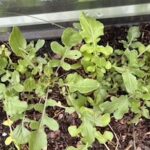 Arugula
