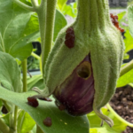 corn earworm damage and frass on eggplant