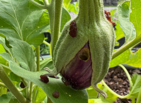corn earworm damage and frass on eggplant