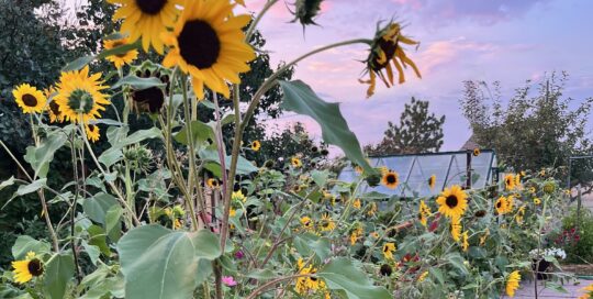 Sunflowers are beautiful in the garden, but they take up valuable space.