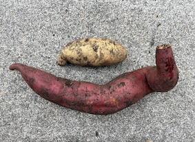 White Bonita and Bayou Belle sweet potatoes harvested from a home garden, showing differences in color, size and shape.